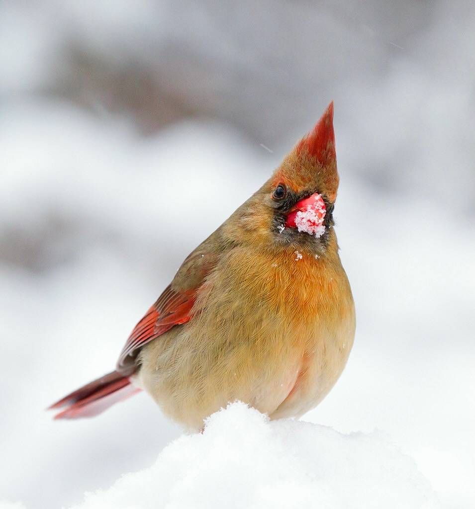 Female Northern Cardinal by ShenandoahNPS is marked with Public Domain Mark 1.0.